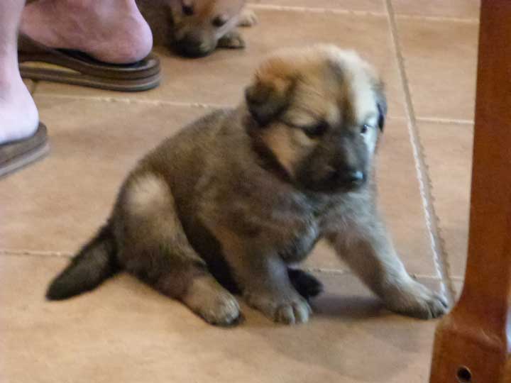 chinook dog